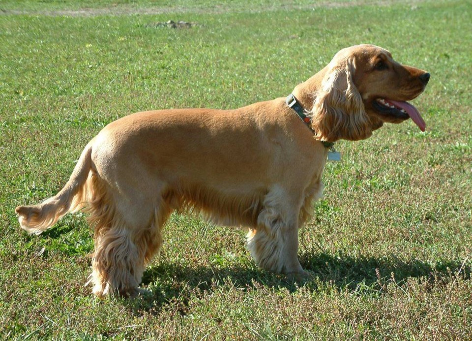 Cocker Spaniel dog breed portrait