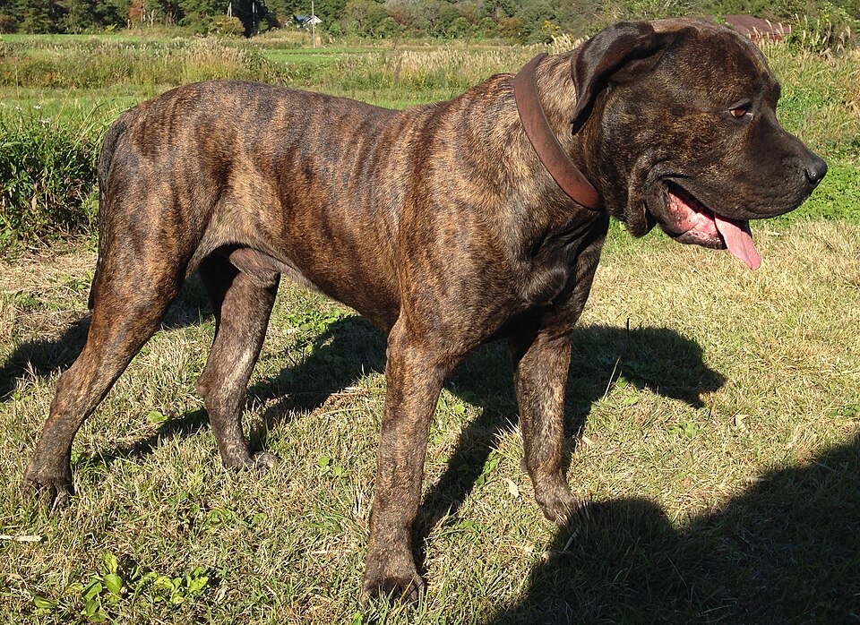 Perro de Presa Canario dog breed portrait