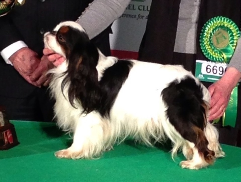 King Charles Spaniel dog breed portrait