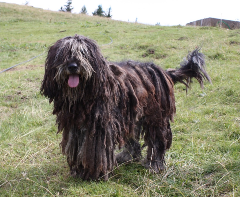 Bergamasco Shepherd dog breed portrait