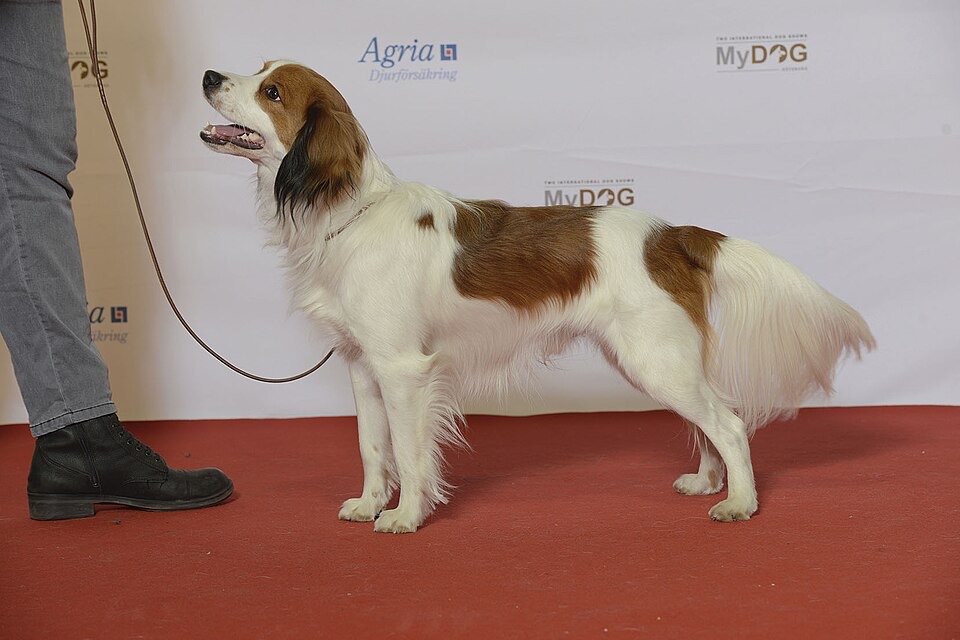 Kooikerhondje dog breed portrait