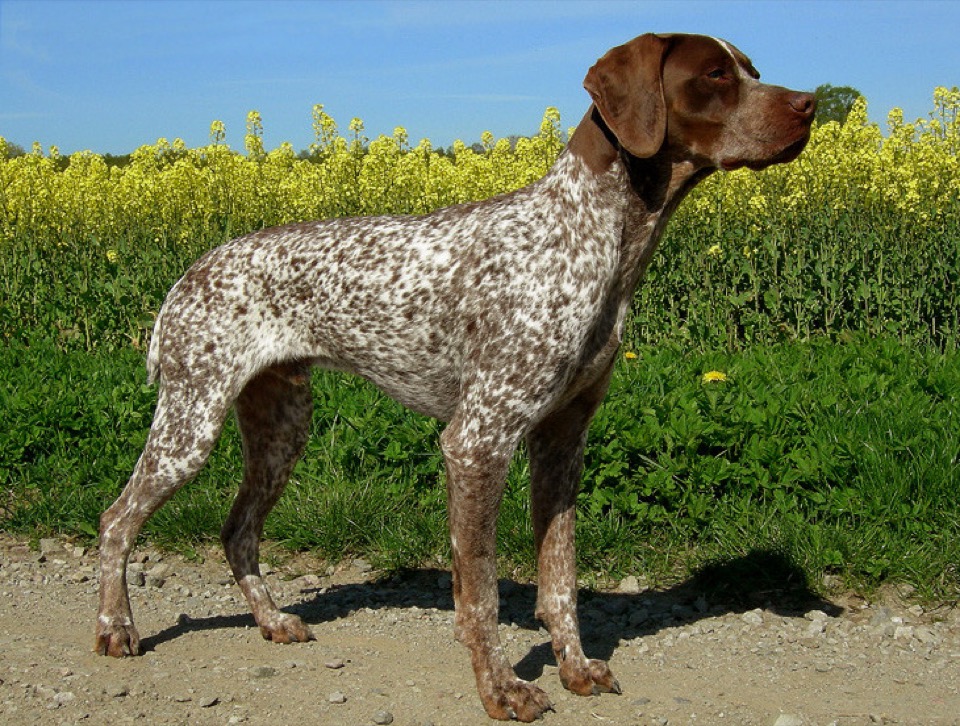 Braque Français dog breed portrait