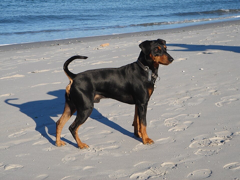 German Pinscher dog breed portrait