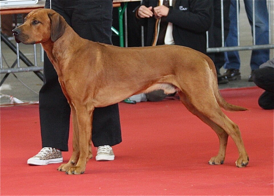 Rhodesian Ridgeback dog breed portrait