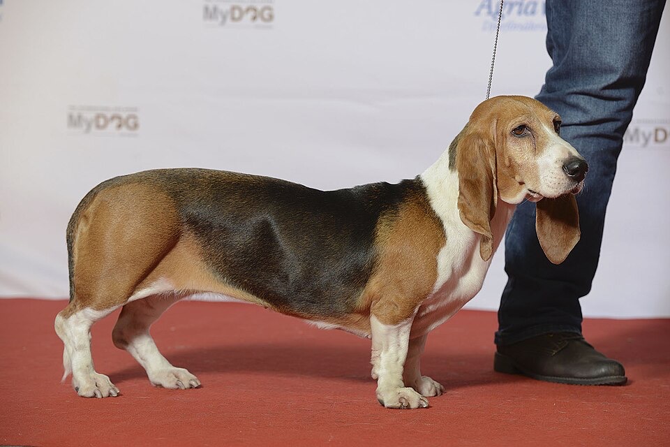 Basset Artésien Normand dog breed portrait
