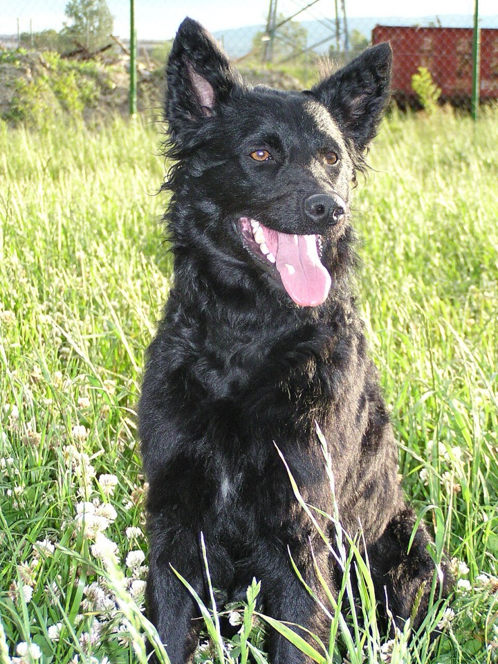 Croatian Sheepdog dog breed portrait