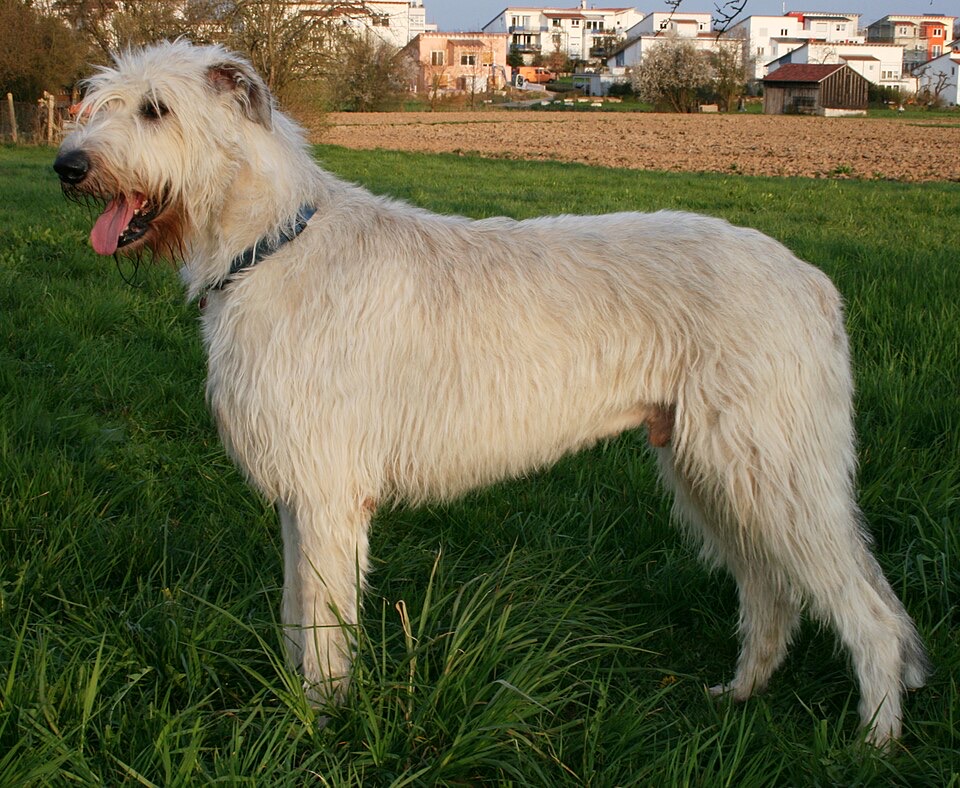 Irish Wolfhound dog breed portrait