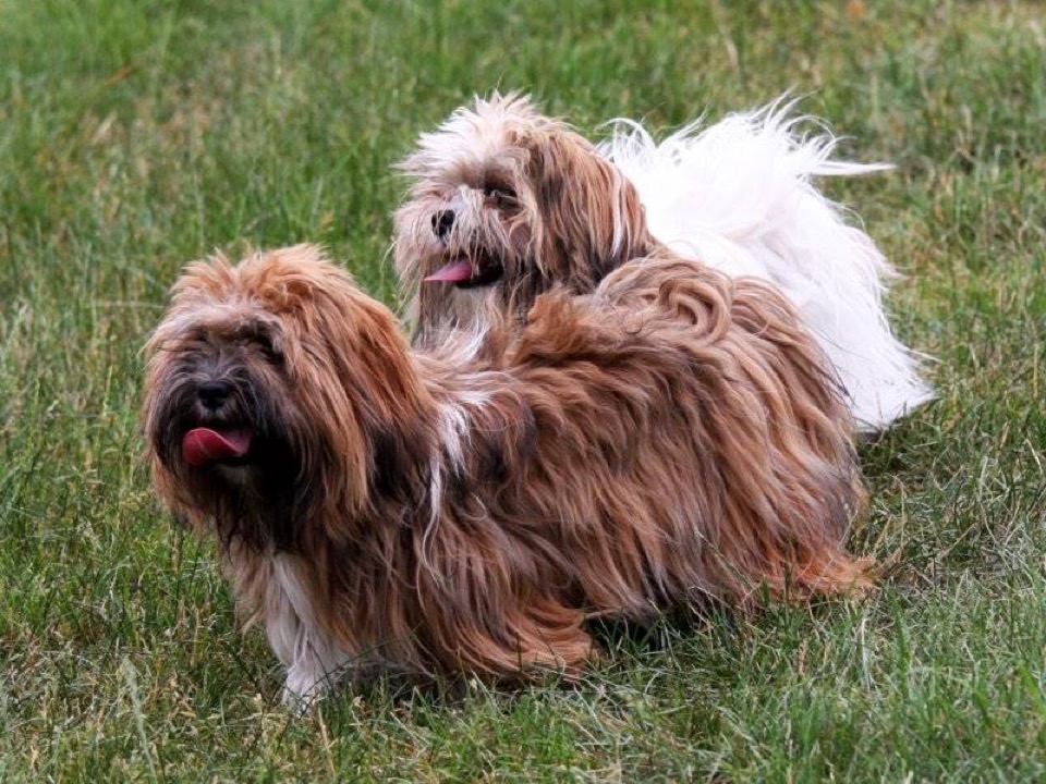 Lhasa Apso dog breed portrait