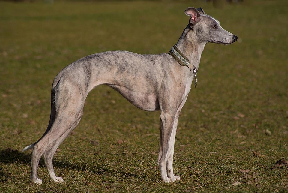 Whippet dog breed portrait