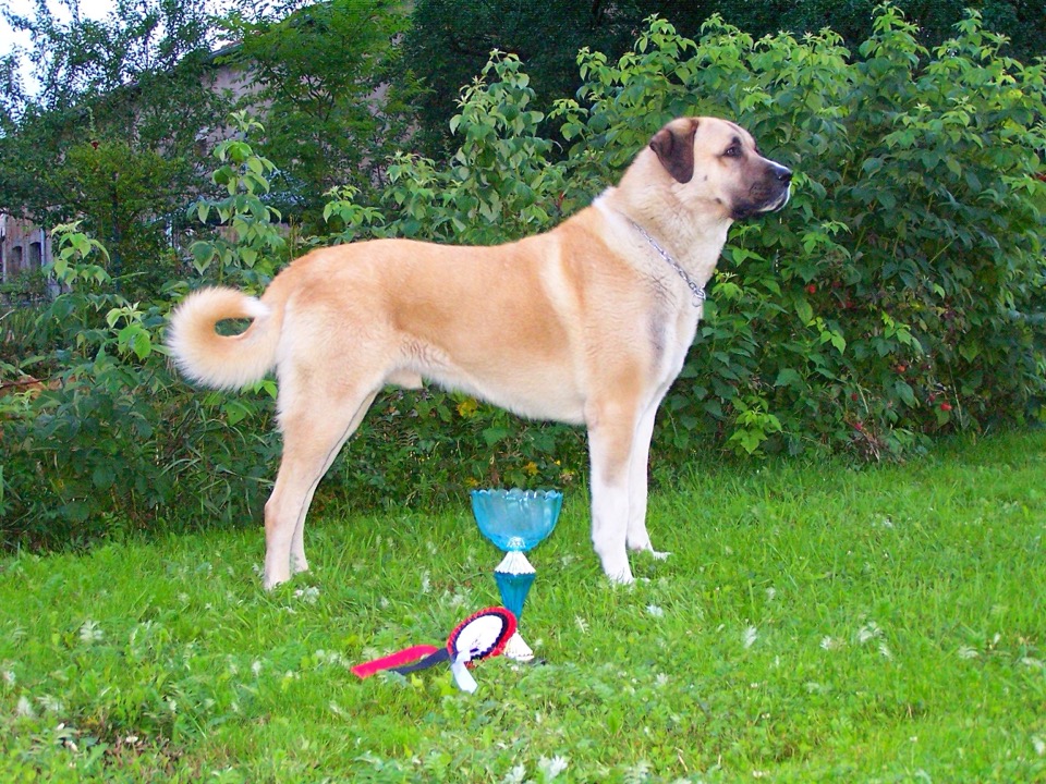 Anatolian Shepherd Dog dog breed portrait
