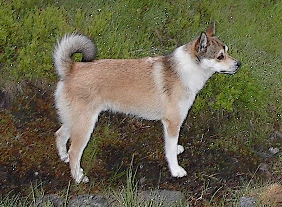 Norwegian Lundehund dog breed portrait