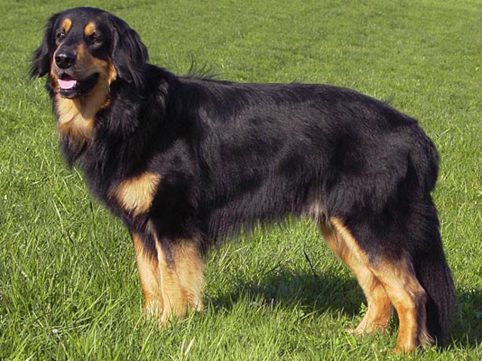 Hovawart dog breed portrait