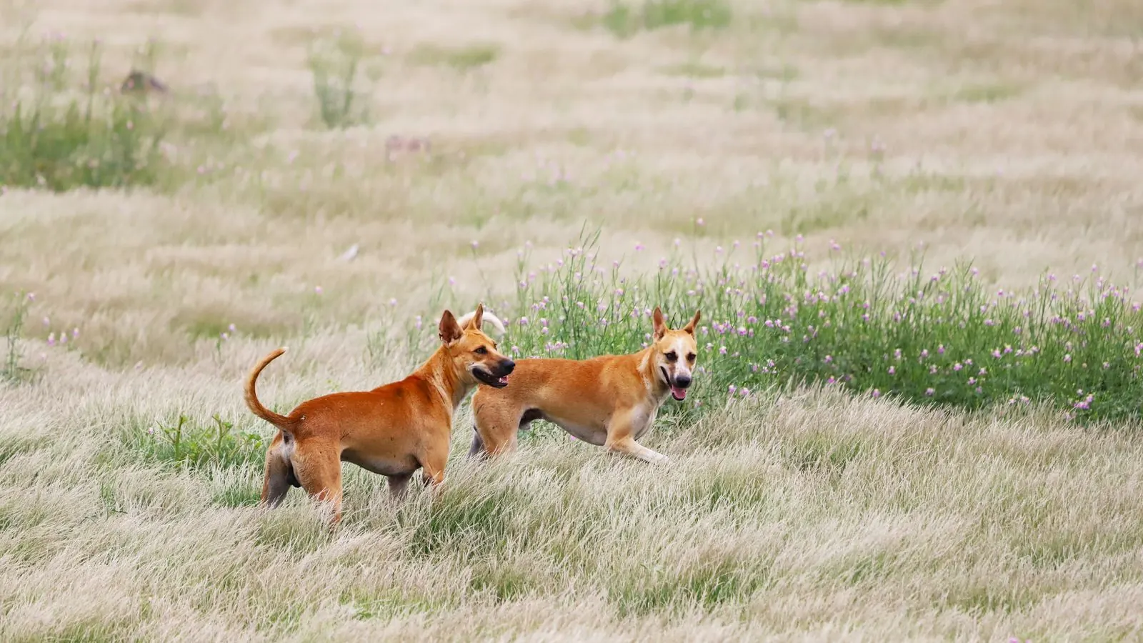 Zwei Hunde spielen auf einer Sommerwiese